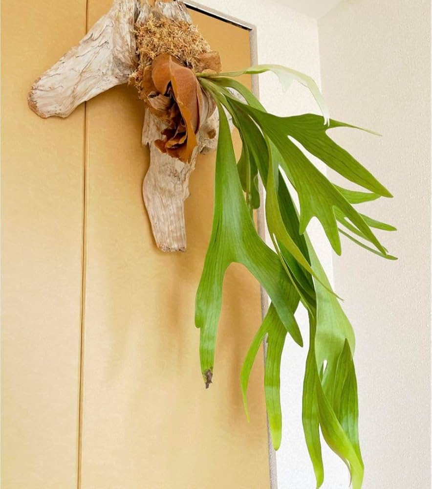 かなり特大‼︎ なのに育てやすい‼︎吊り下げ流木インテリア✳︎ビカクシダ　コウモリラン Amazon.co.jp: かなり特大︎ なのに育てやすい︎吊り下げ流木